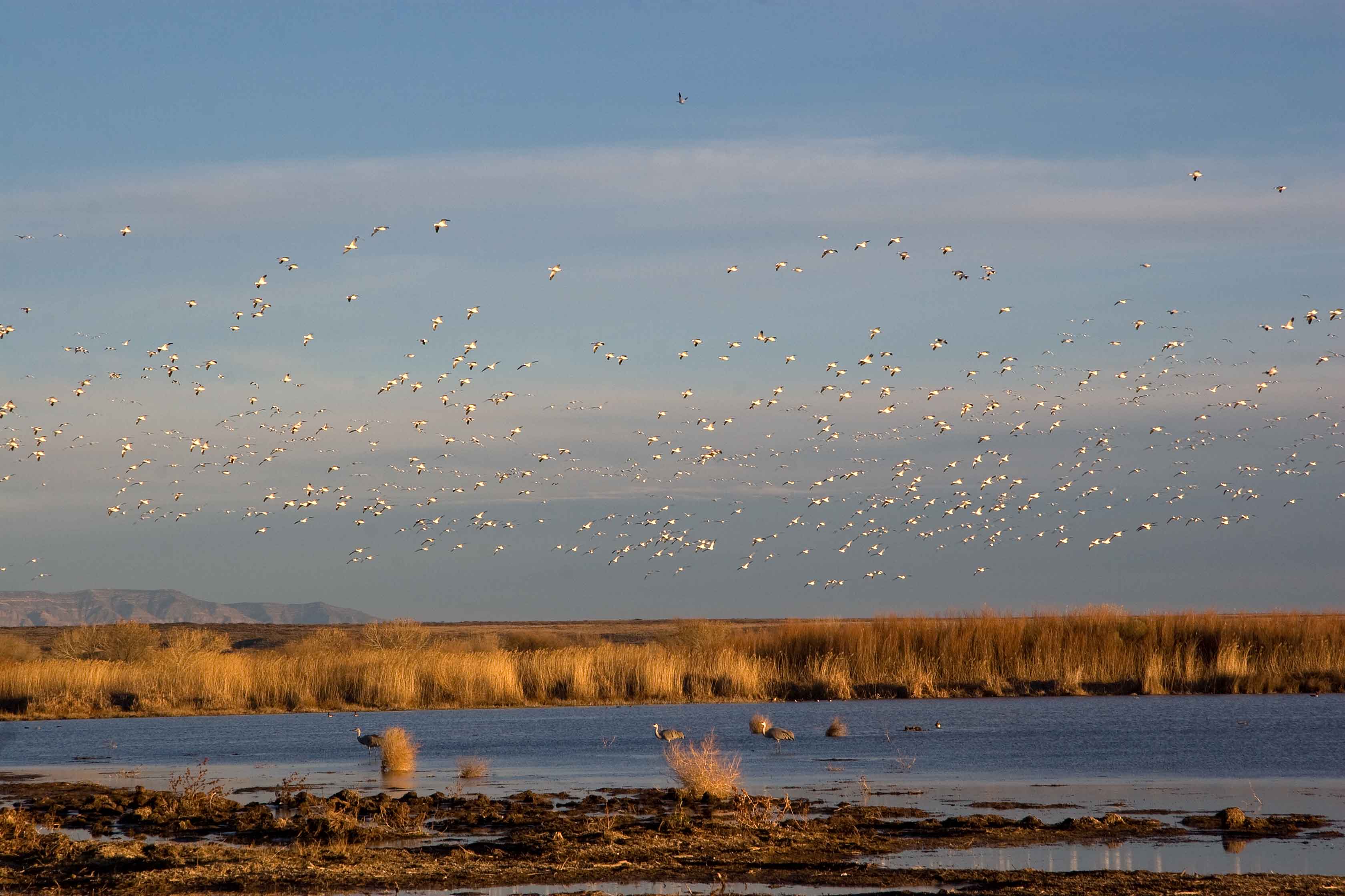 Bosque del Apache, New Mexico